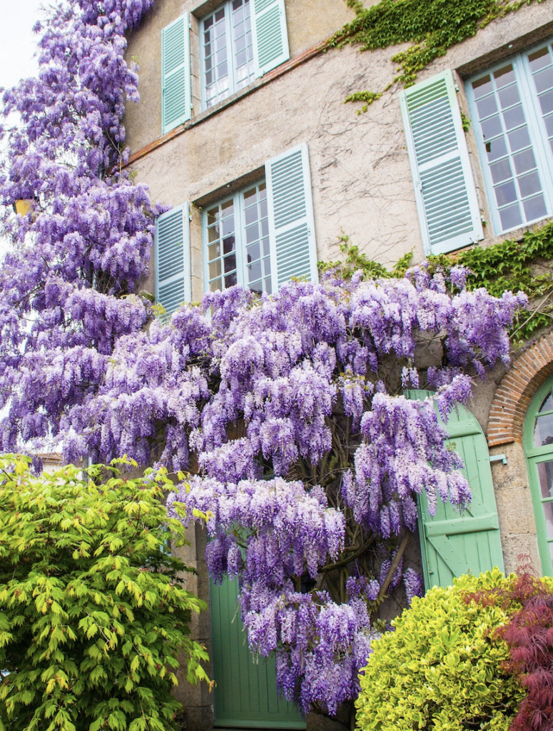 Fleurs